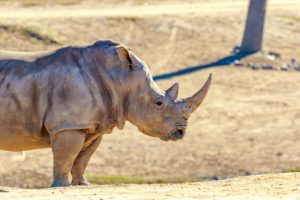 San Diego Safari Park Rhino