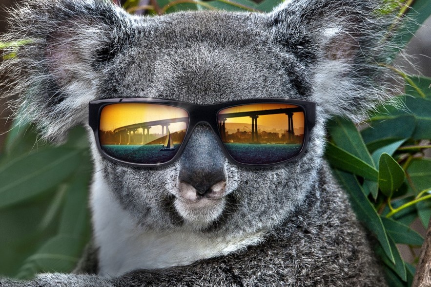 koala at san diego zoo