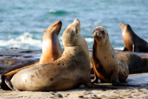 la jolla cove seals and sea lions basking on a rock