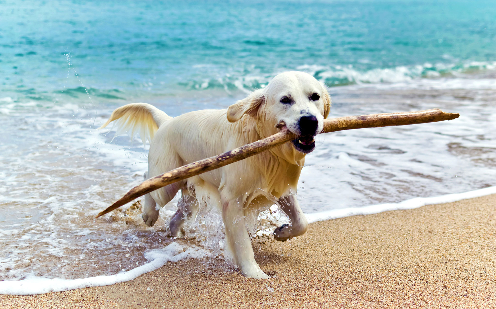 San Diego Dog Beaches Pet Friendly San Diego California
