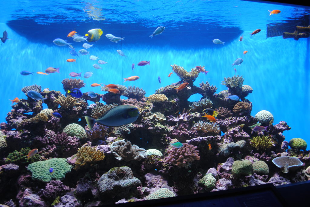 Scripps Birch Aquarium San Diego Fun Things to Do in CA